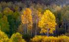 USA-Utah-east of Logan on highway 89 and Aspens in fall color with back lighting and sun beam Art Print